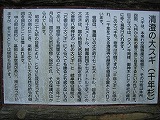 清澄寺 清澄の大スギ 説明板