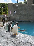旭山動物園 ジェンツーペンギン