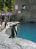 旭山動物園 ジェンツーペンギン