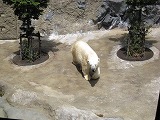 旭山動物園 ホッキョクグマ