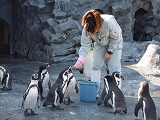旭山動物園 フンボルトペンギン
