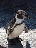 旭山動物園 フンボルトペンギン