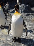旭山動物園 キングペンギン