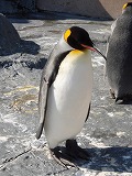 旭山動物園 キングペンギン