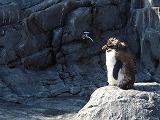 旭山動物園 イワトビペンギン
