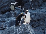 旭山動物園 イワトビペンギン