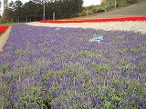 北星山町営ラベンダー園