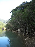 奄美大島 マングローブ原生林