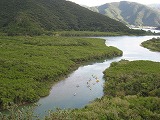 奄美大島 マングローブ原生林