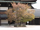 京都御所 左近の桜