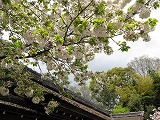 平野神社 白雲桜