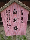 平野神社 白雲桜
