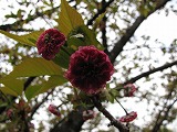 平野神社 突羽根桜
