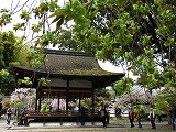 平野神社 御衣黄桜
