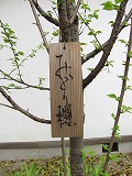 平野神社 みどり桜