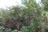 久賀島 亀河原の椿林
