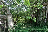 宇久島 アコウの樹