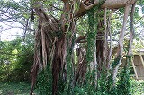宇久島 アコウの樹