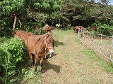 宮古島 荷川取牧場 宮古馬