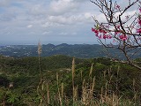 沖縄本島 八重岳