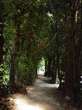 沖縄本島 備瀬のフクギ並木