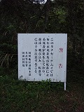 沖縄本島 タナガーグムイの植物群落