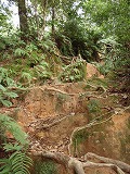 沖縄本島 タナガーグムイの植物群落