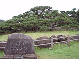 久米島 五枝の松
