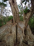 西表島 サキシマスオウの木