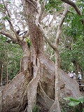 西表島 サキシマスオウの木