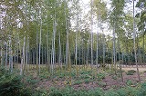 万博記念公園 日本庭園 竹林の小径