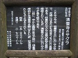 清雲寺のサクラ 説明板