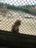宝登山小動物公園