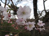 城峯公園 冬桜