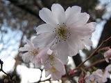 城峯公園 冬桜