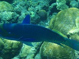 兄島 兄島海中公園