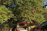 紀三井寺 樟樹